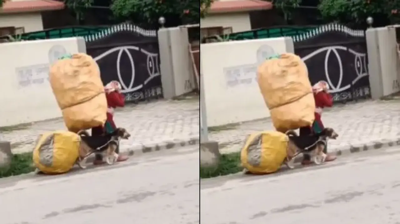 Rag picker’s pet shows why dogs are called man’s best friend, watch