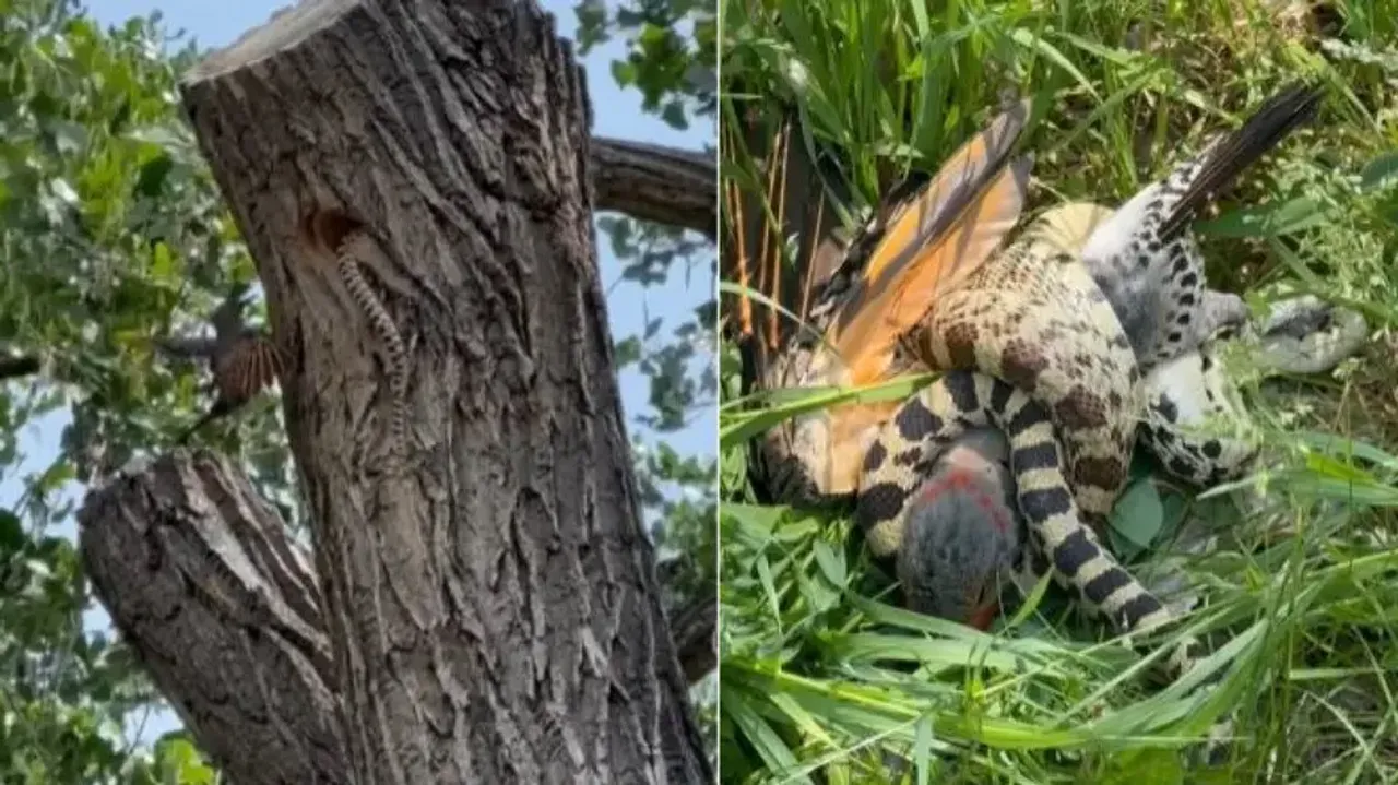Fearless mother bird risks own life to save its babies from snake; scary video goes viral