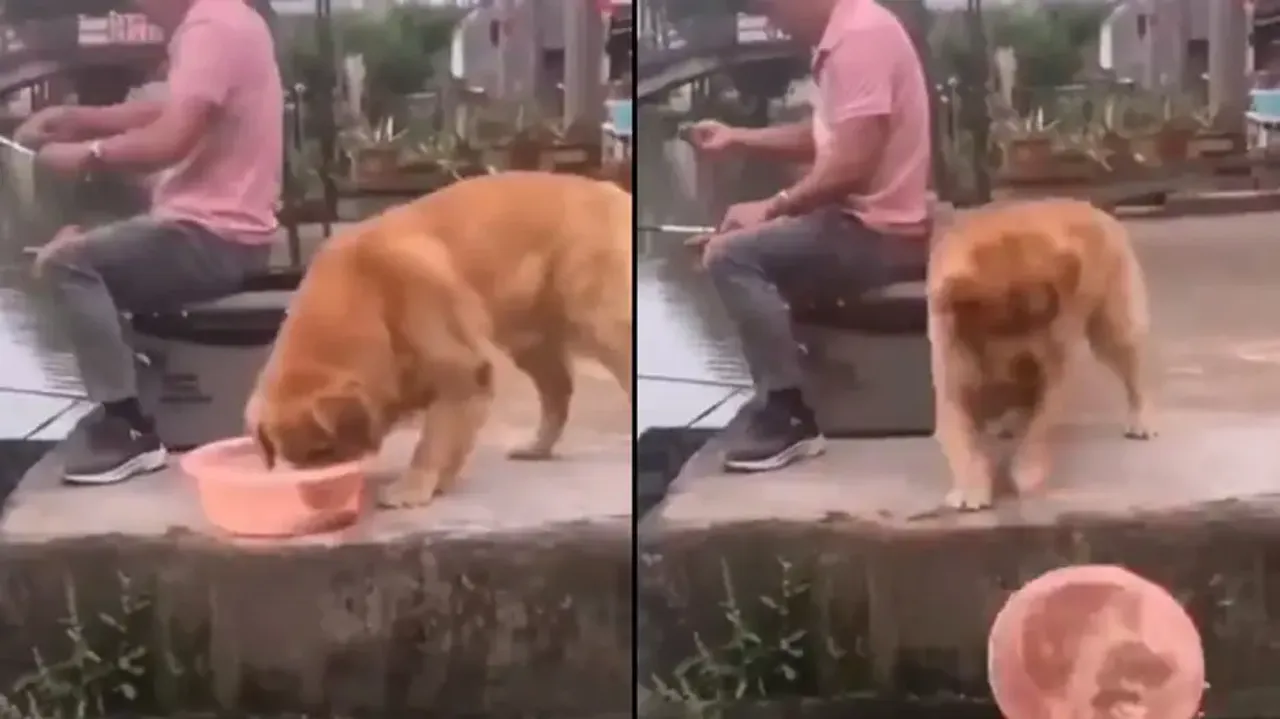 Kind dog ditches owner to save fish’s life; watch