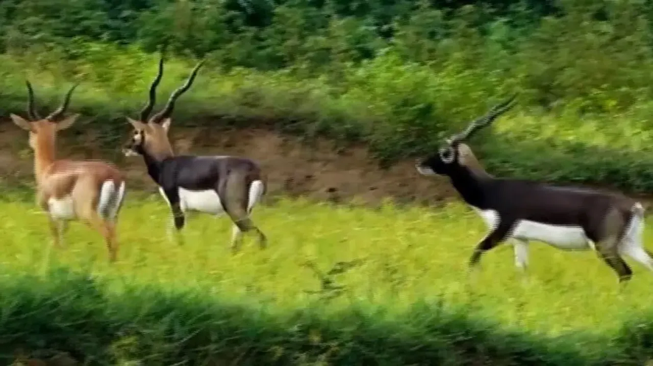 These Odisha villages are safe havens for endangered blackbucks 