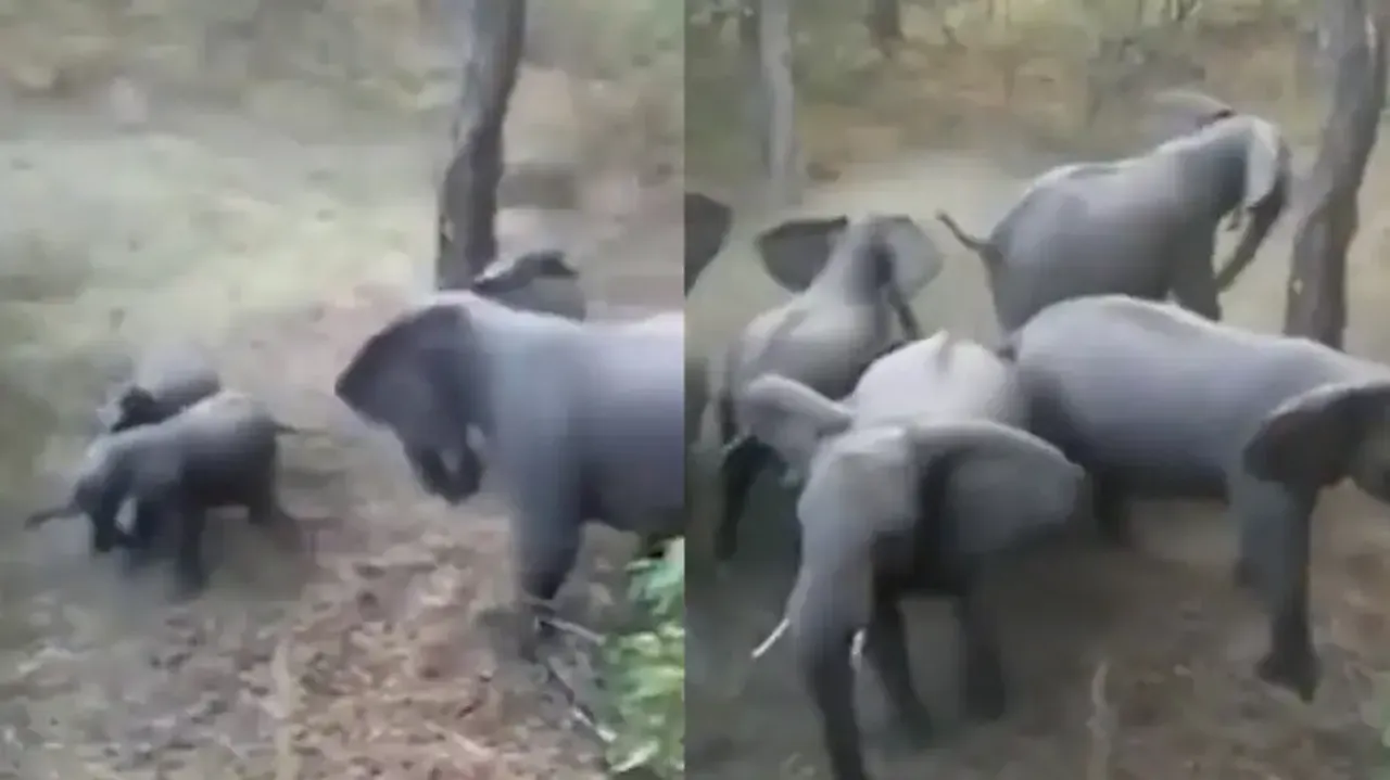 Lions attack elephant calves, watch how herd of jumbos protects them