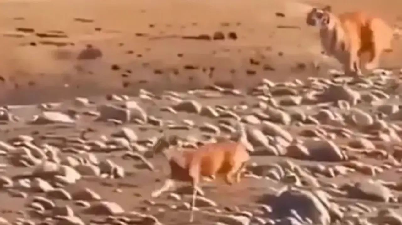 Royal Bengal Tiger fails to hunt down confident deer; watch