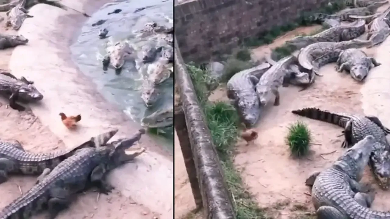 Chicken outsmarts bask of crocodiles, leaves them high and dry; watch