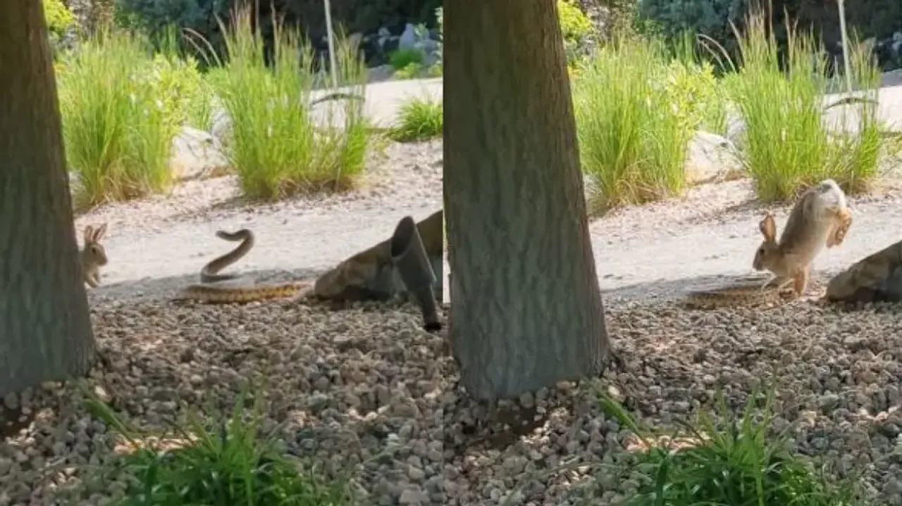 Rabbit gets into fierce battle with huge snake to save its little bunnies