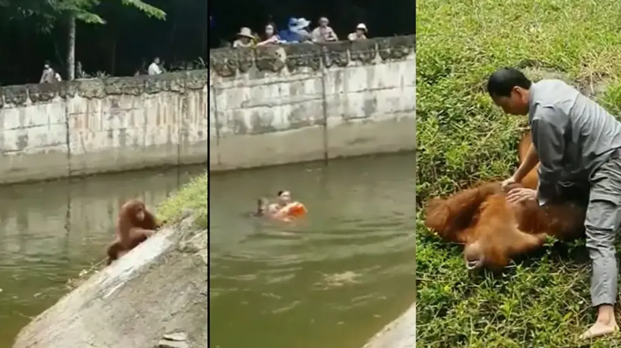 Zoo keeper jumps to save drowning Orangutan in enclosure; watch