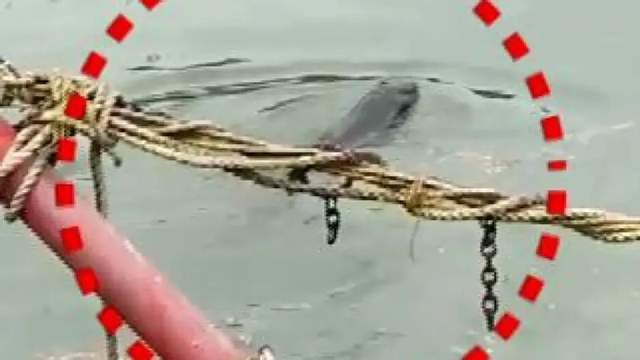 Dolphin rescued from Paradip fishing harbor succumbs to injuries 