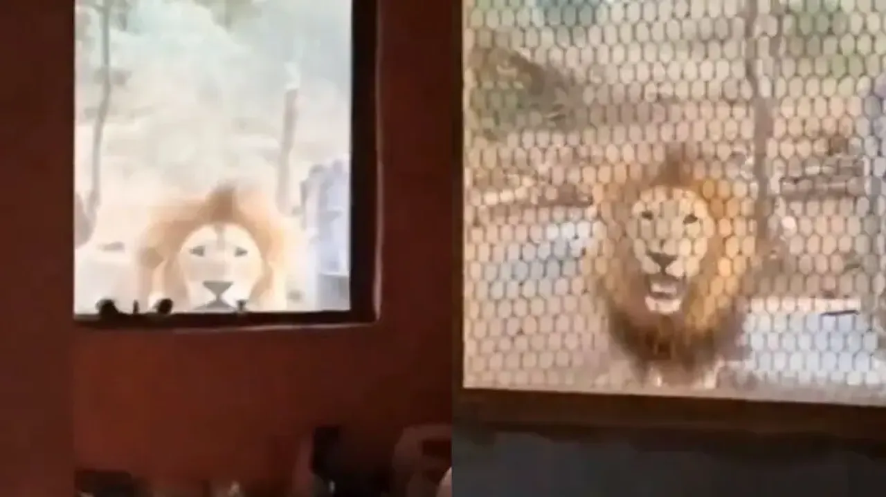 Man wakes to find lion peeping through his window; watch