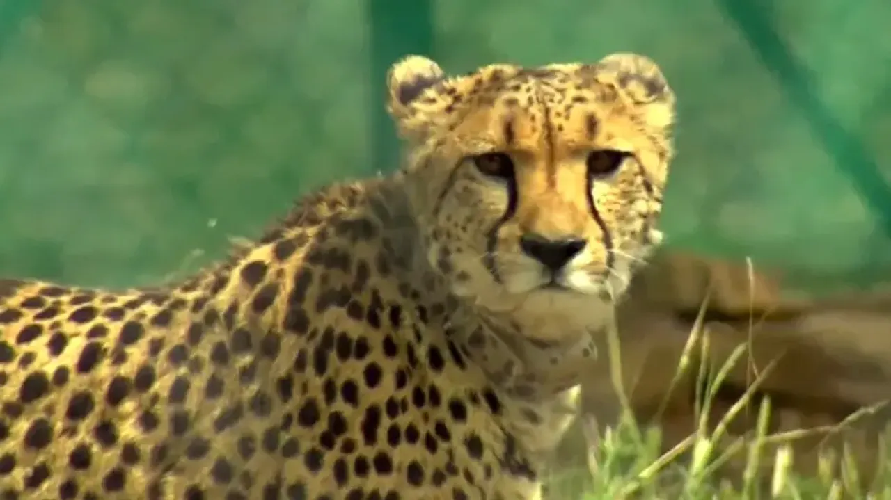 Preliminary analysis of Cheetah mortalities point to natural causes: NTCA