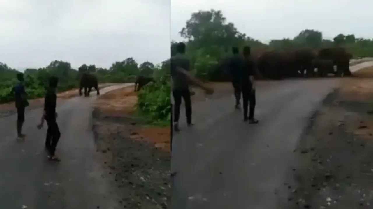 Youths annoy herd of elephants, netizens irked over irresponsible act; watch