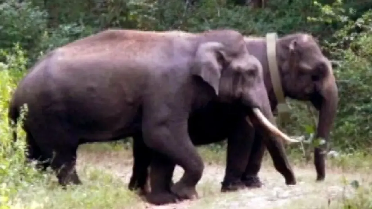 Odisha elephants to have radio collars; MoU signed with Bengaluru company  