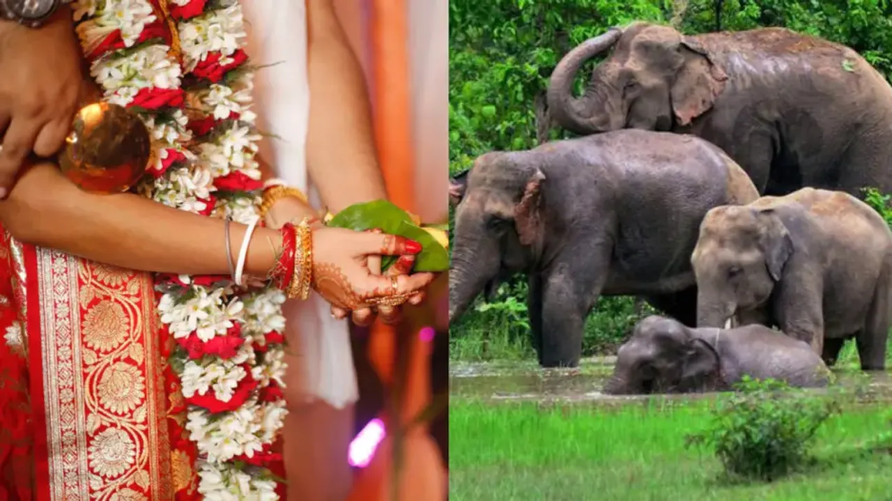'Uninvited' elephant herd triggers panic at wedding feast in West Bengal