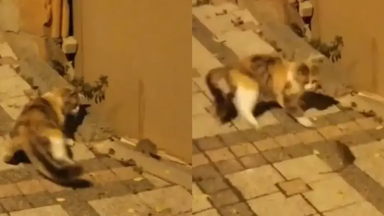 Mouse scares away cat after fighting back; watch