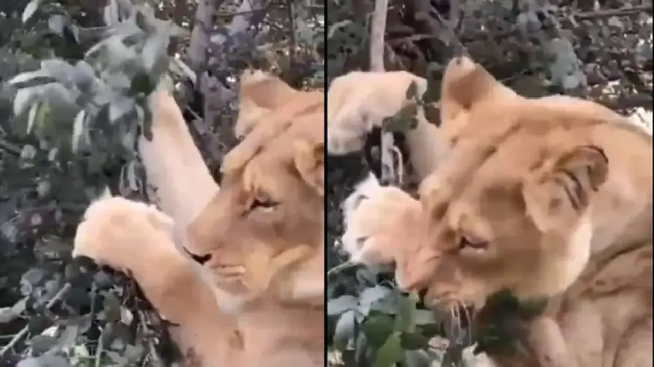 Lion spotted munching leaves, video triggers hilarious comments from netizens; watch