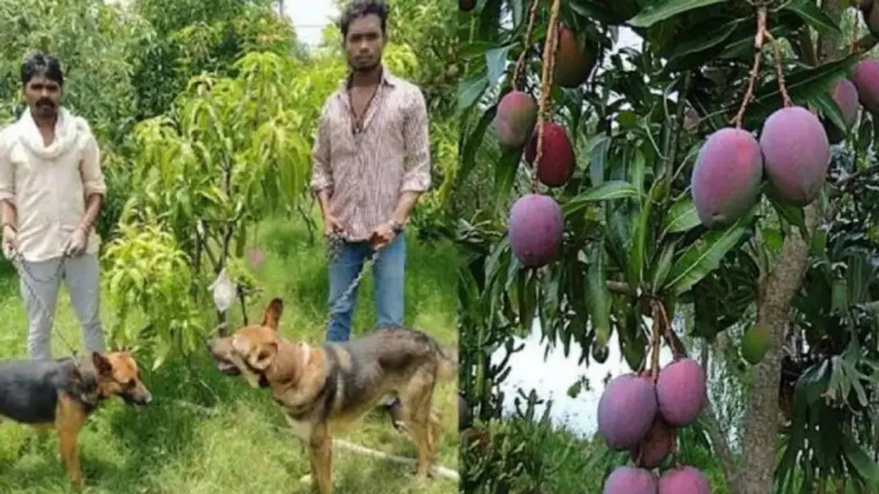 National Mango Day: World’s costliest mango sold at Rs 2.70 lakh per kg; farmer hires 3 guards, 6 do