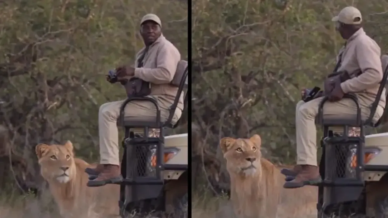 Lion walks near man clicking pictures in wild, watch what happens next