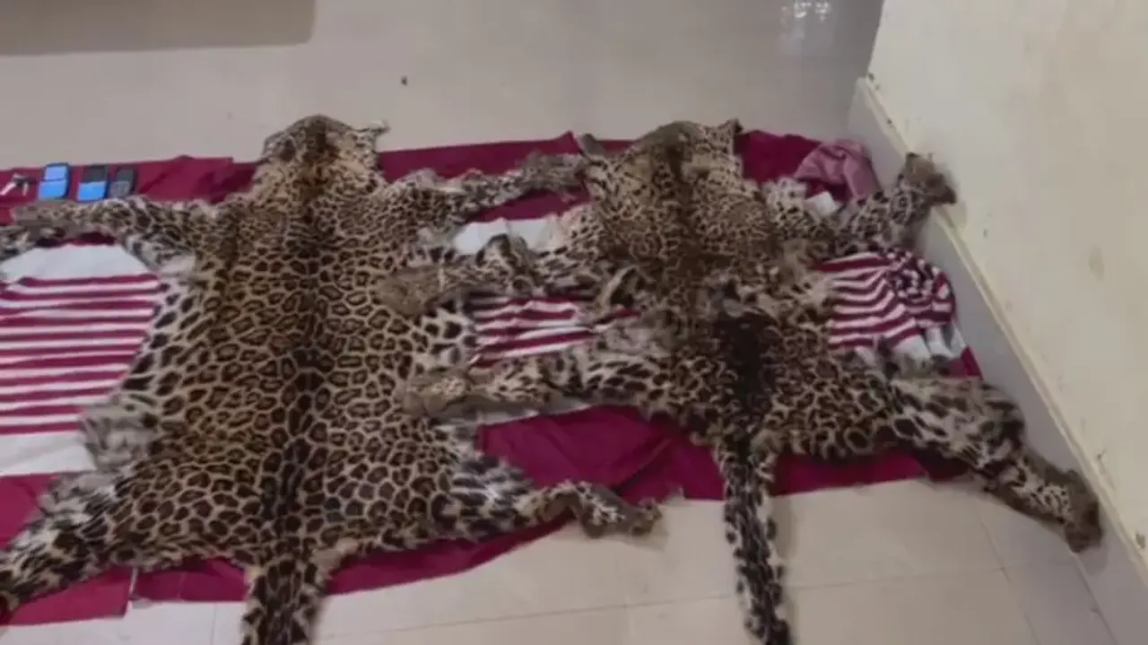 Leopard skins seized in Baripada