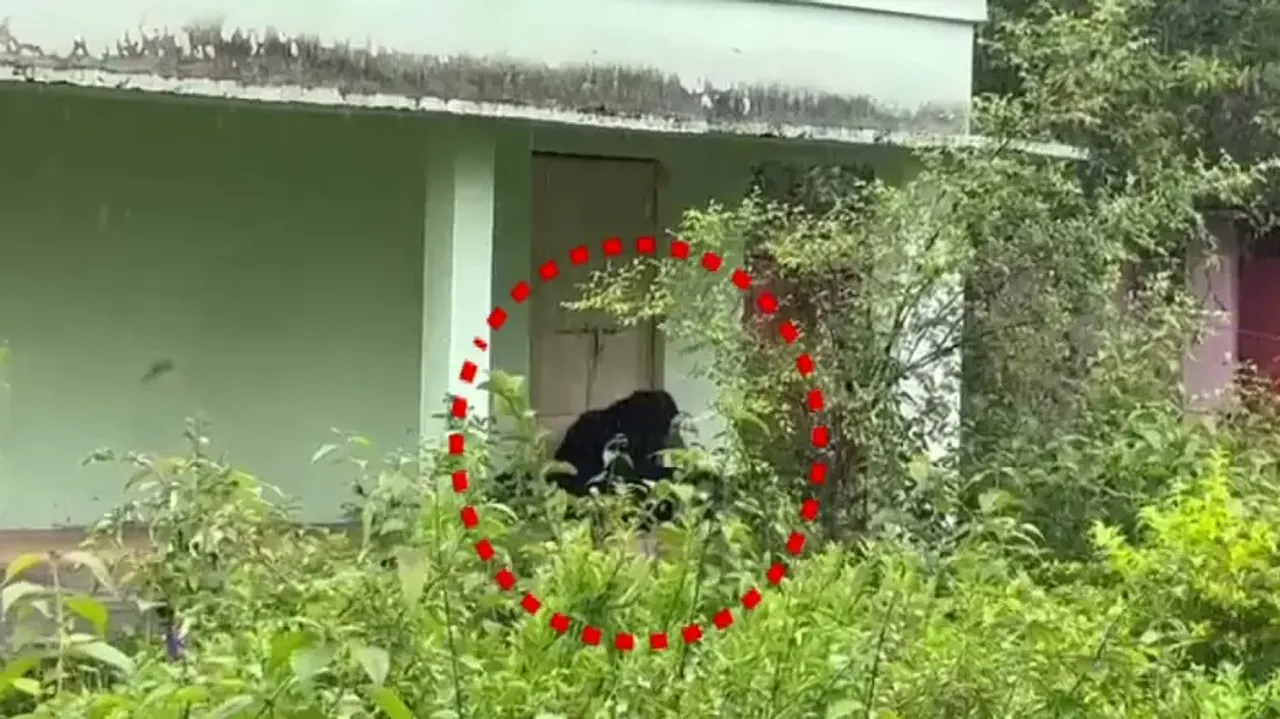 Bear Takes Shelter In School Building