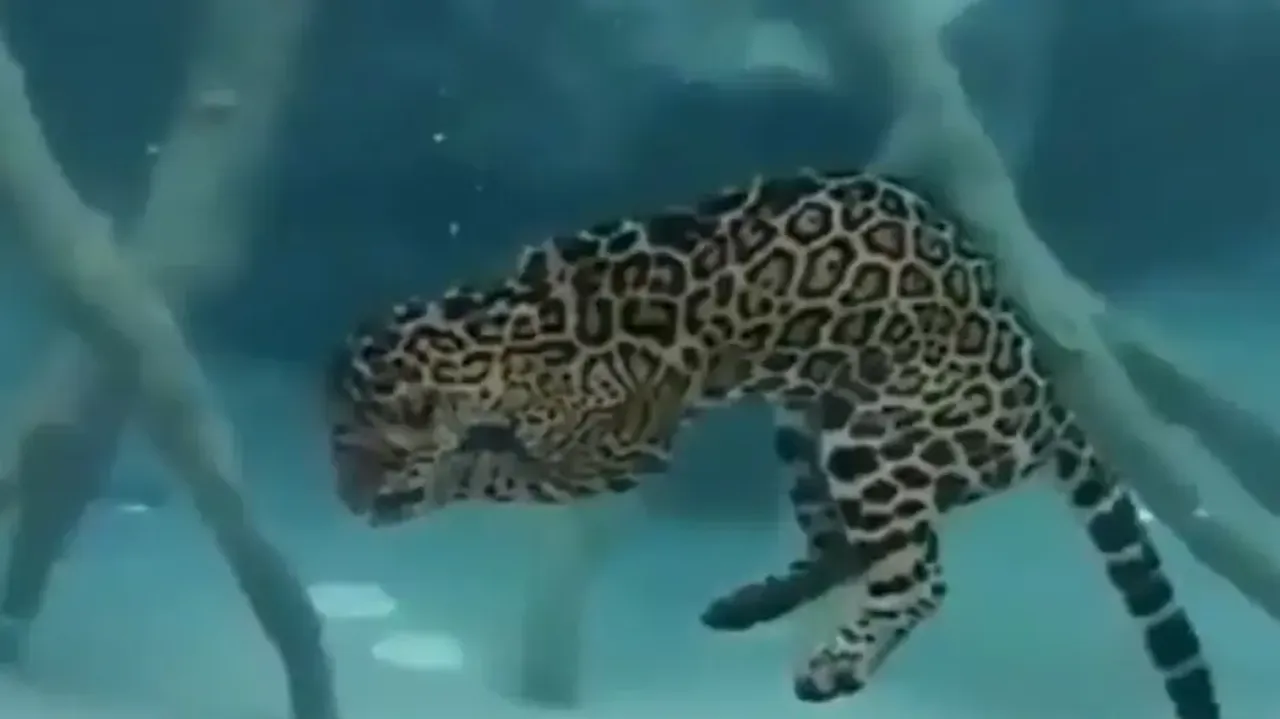 Jaguar’s underwater hunting skills will leave you surprised; watch