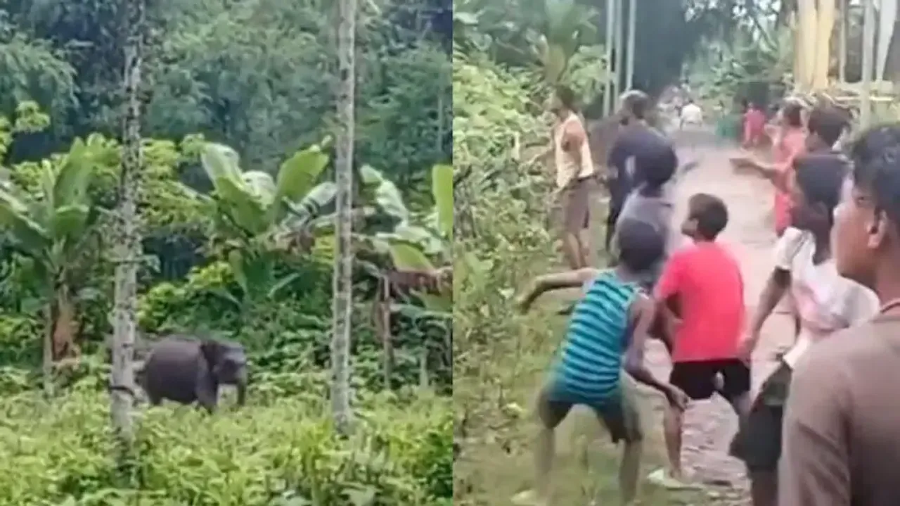 Sheer inhumanity! Villagers pelt stones at elephant calf separated from mother; watch