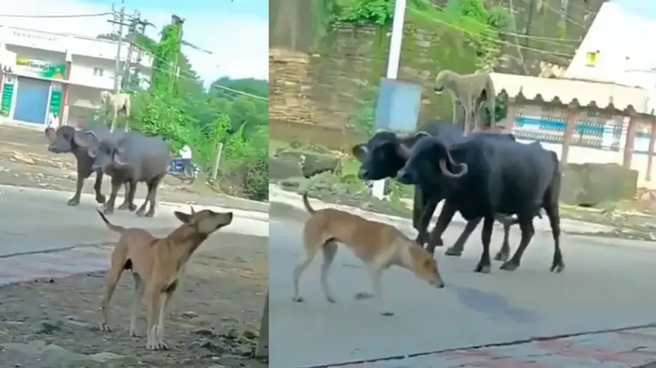 Dog ‘recreates’ Ajay Devgn’s iconic stunt from Phool Aur Kaante; watch