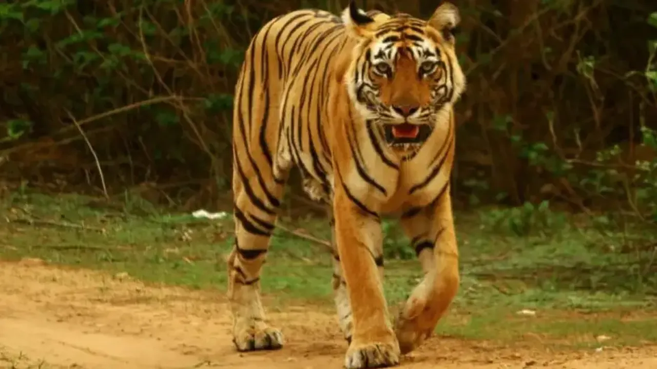 International Tiger Day: Tiger population increases in Similipal, declines in Odisha 