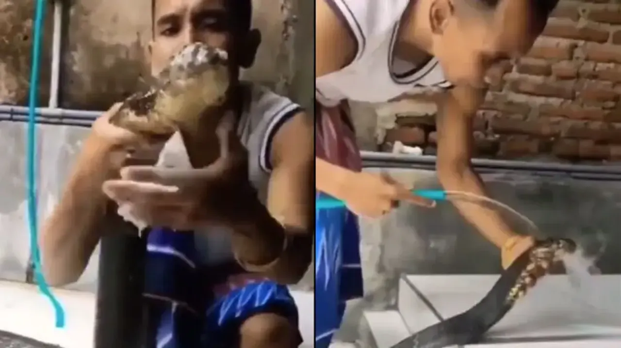 King Cobra enjoys cool bath after shampoo scrub! Watch