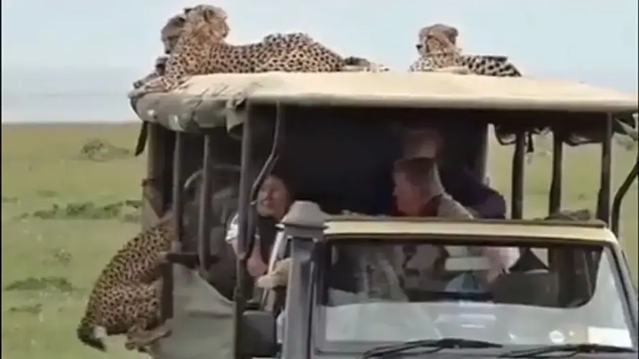 Coalition of cheetahs jump on safari vehicle, enjoy ride with visitors; watch