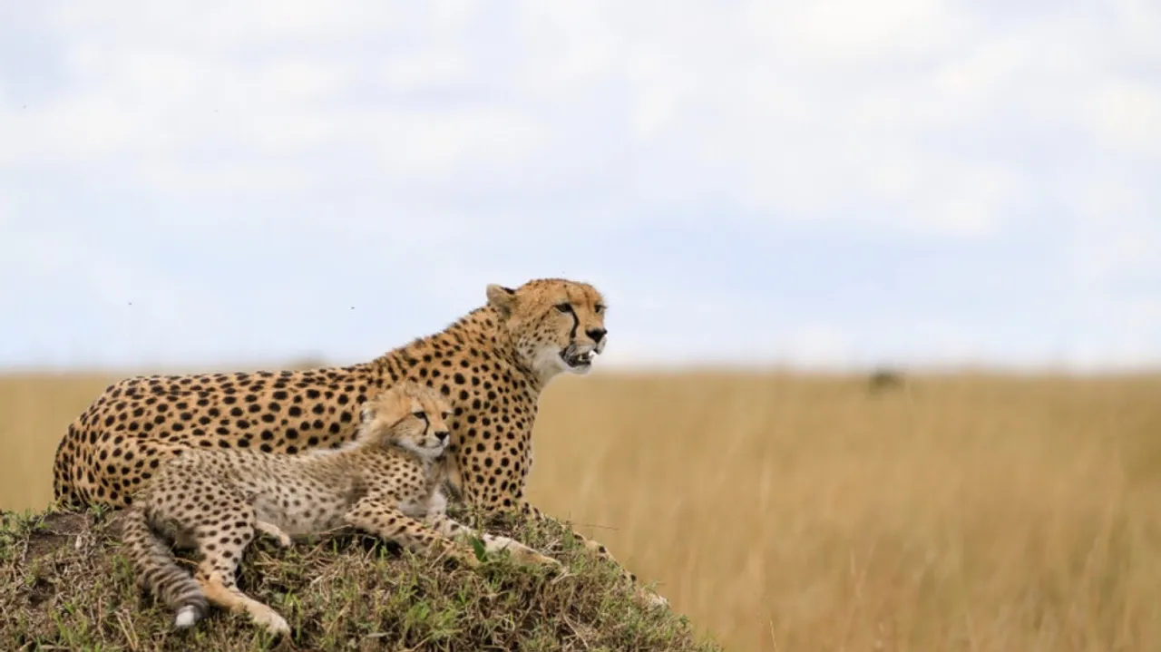 Breeding, cheetah selection strategies at focus in Project Cheetah's second year: Project head