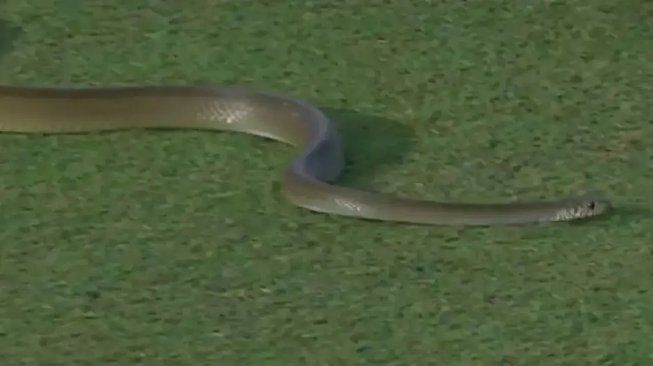 Snake invades field during cricket match; watch