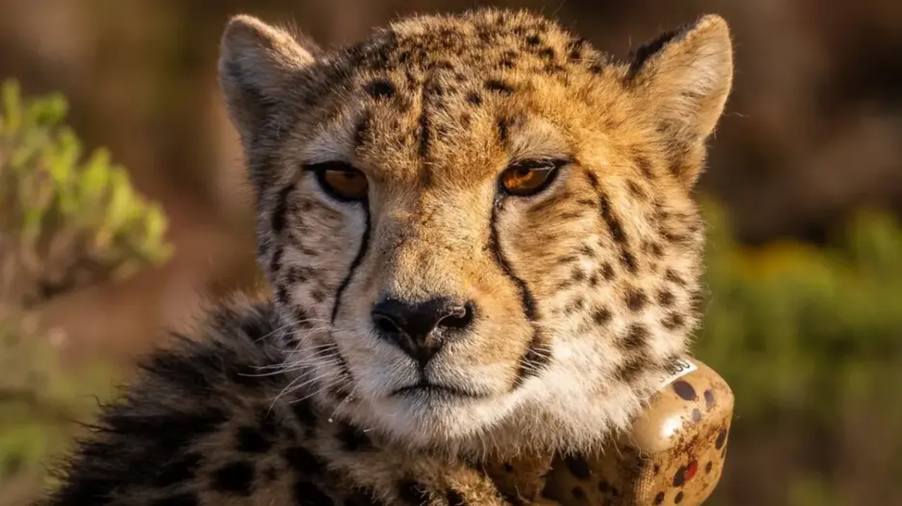 Asiatic cheetah
