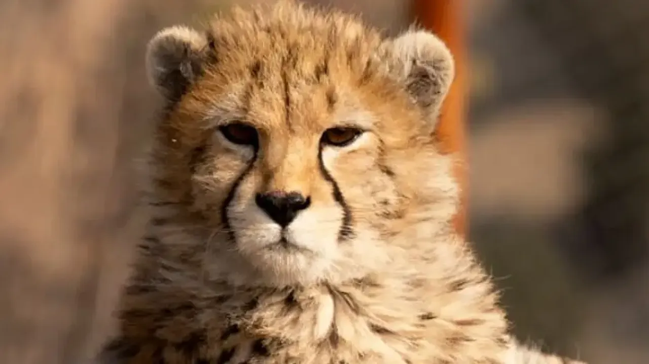 Asiatic cheetah