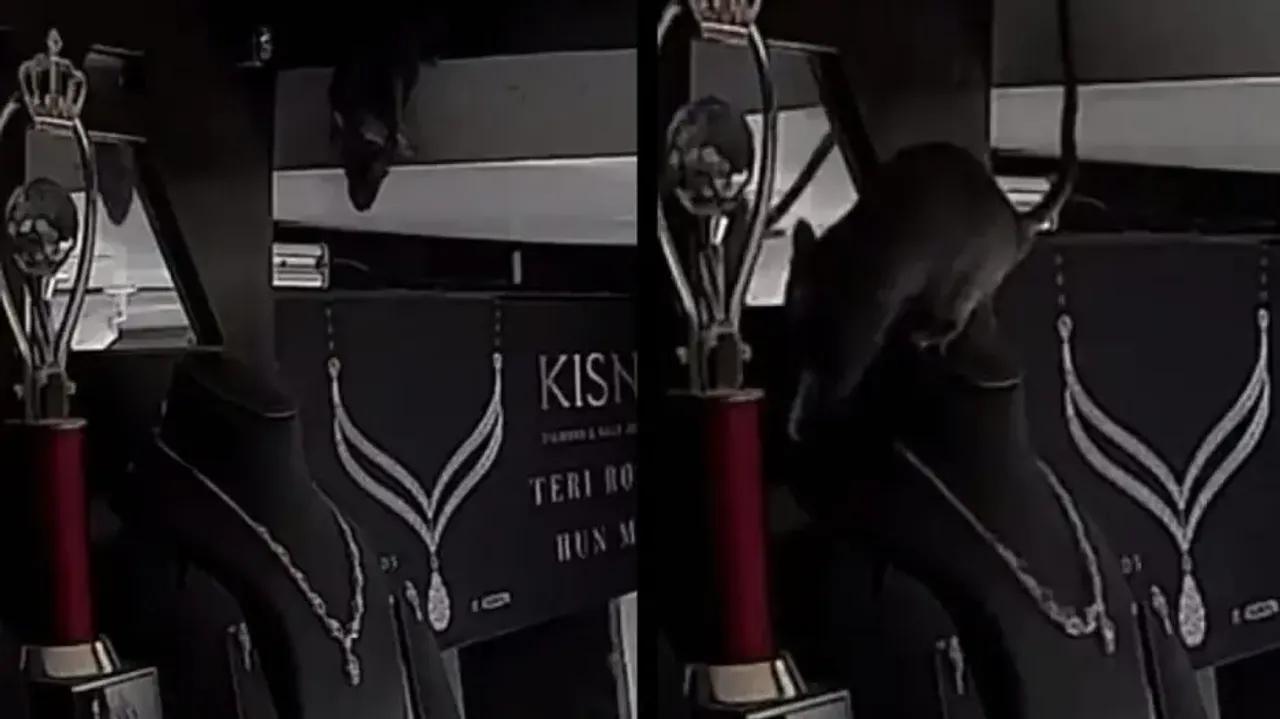 Rat caught stealing diamond necklace on CCTV, watch
