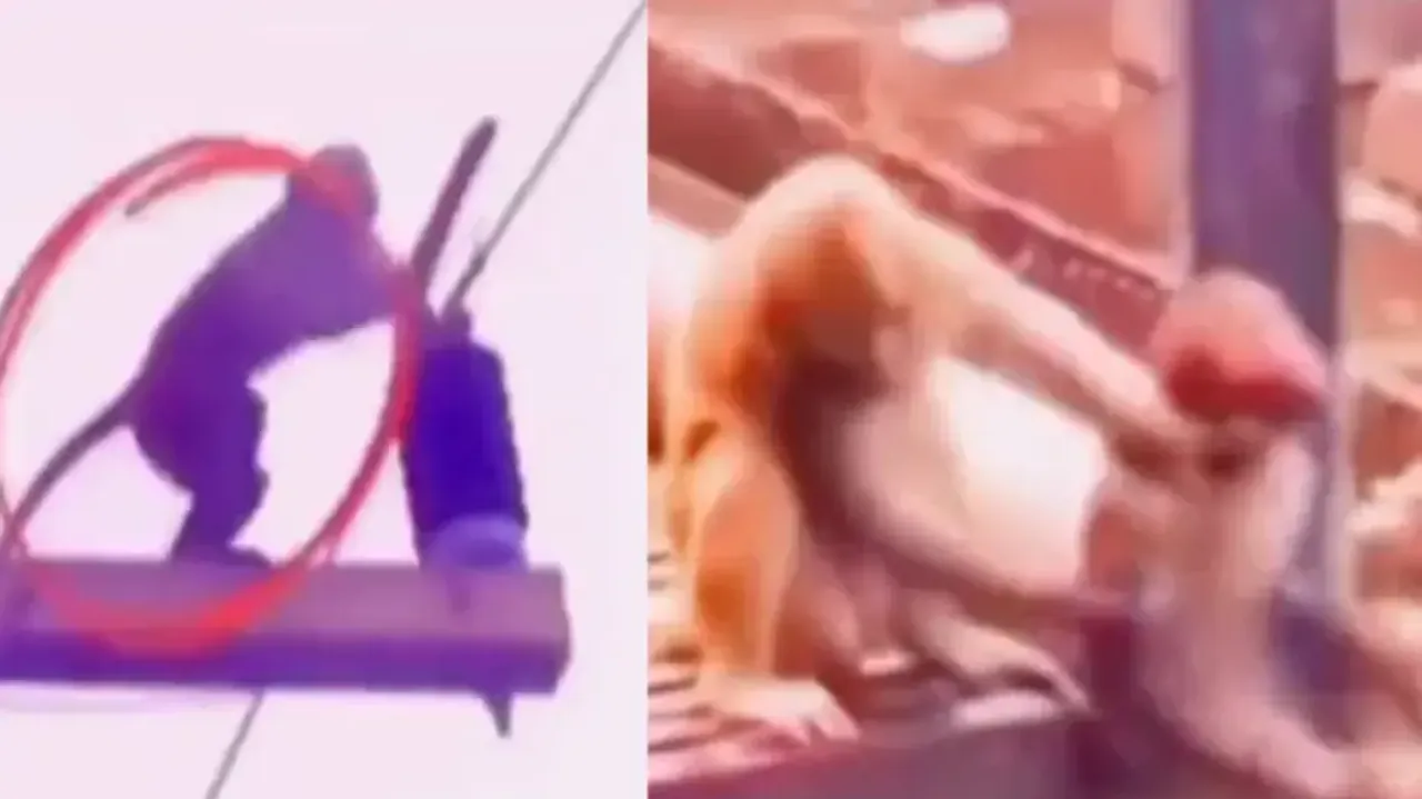 Electrocuted monkey brought back to life by friend; watch skills