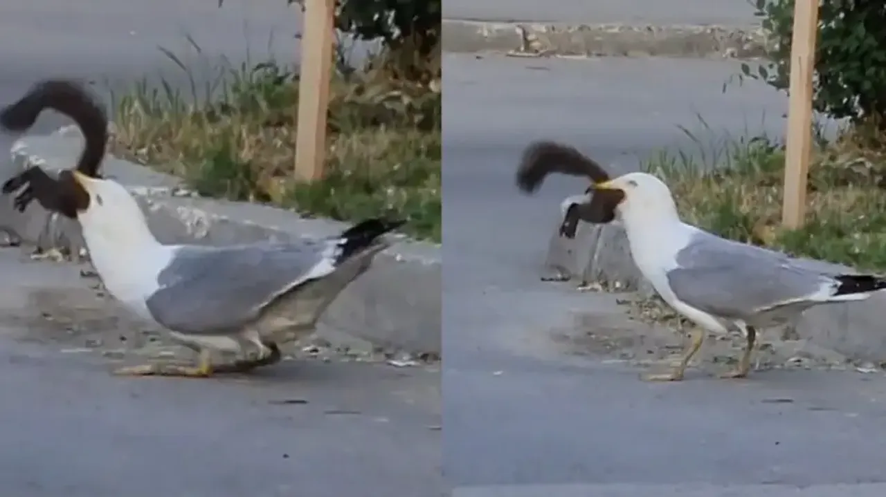 Seagull gobbles down whole squirrel in chilling video
