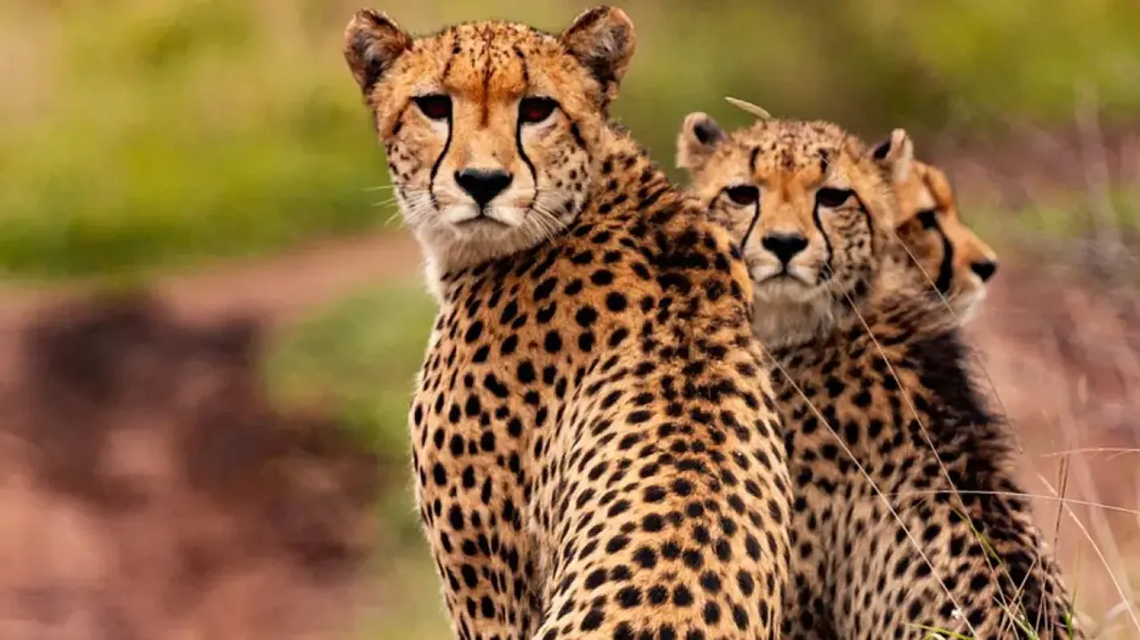 Asiatic cheetahs