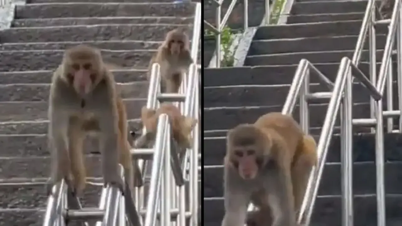 Life is too short! Playful monkeys channel inner child while sliding on railings; watch
