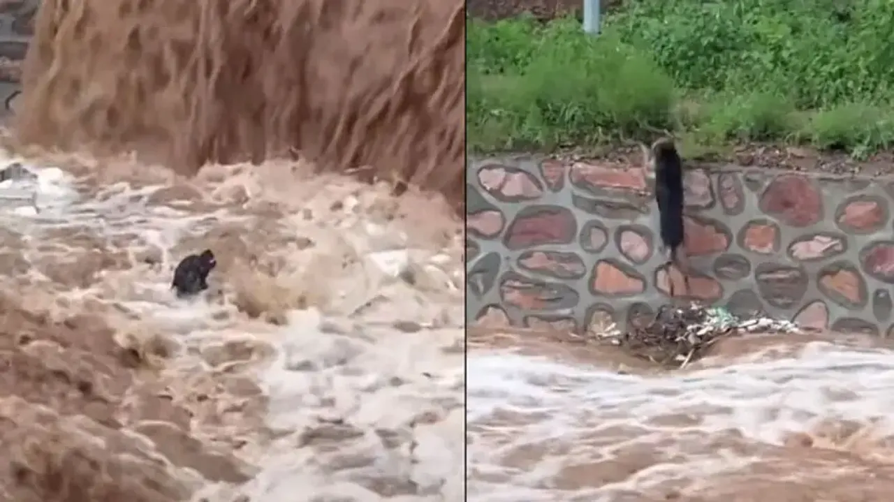 Brave dog fights back certain death, walks to safety after getting swept in flood; watch