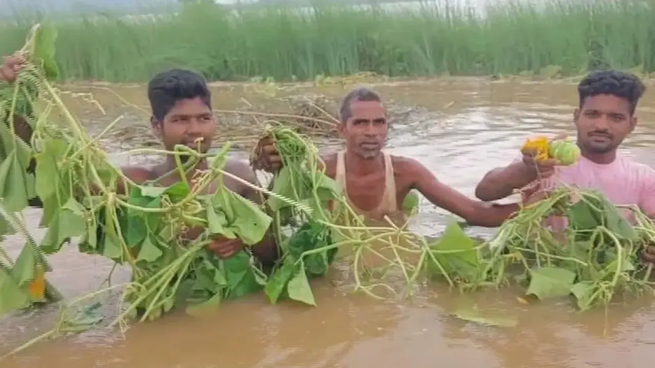 Farmers in quandary as heavy rainfall damage crops in Odisha