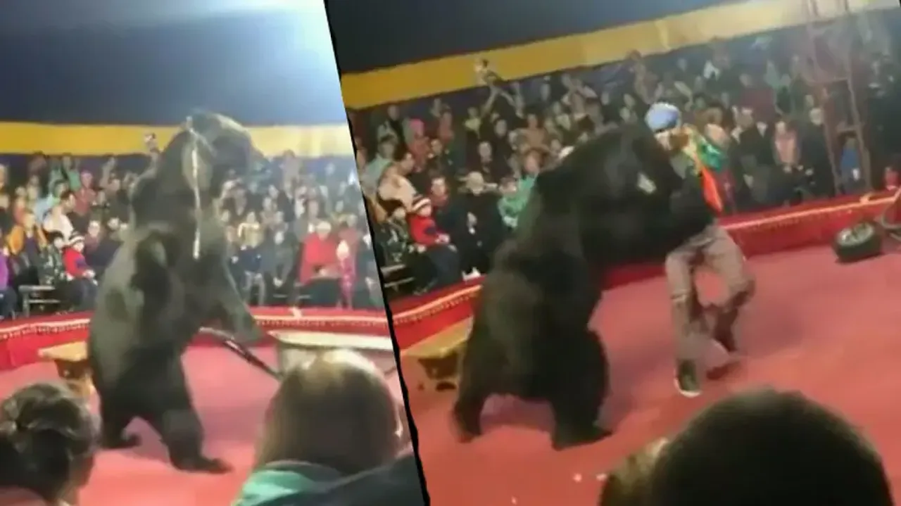 Circus Bear loses cool and attacks handler during live show, watch