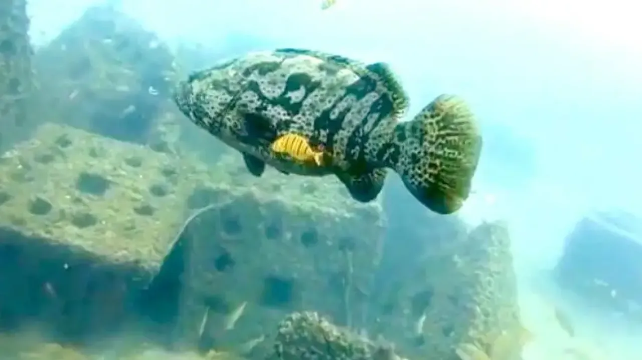 Centre to deploy artificial reefs in 3,477 fishing villages with CMFRI support