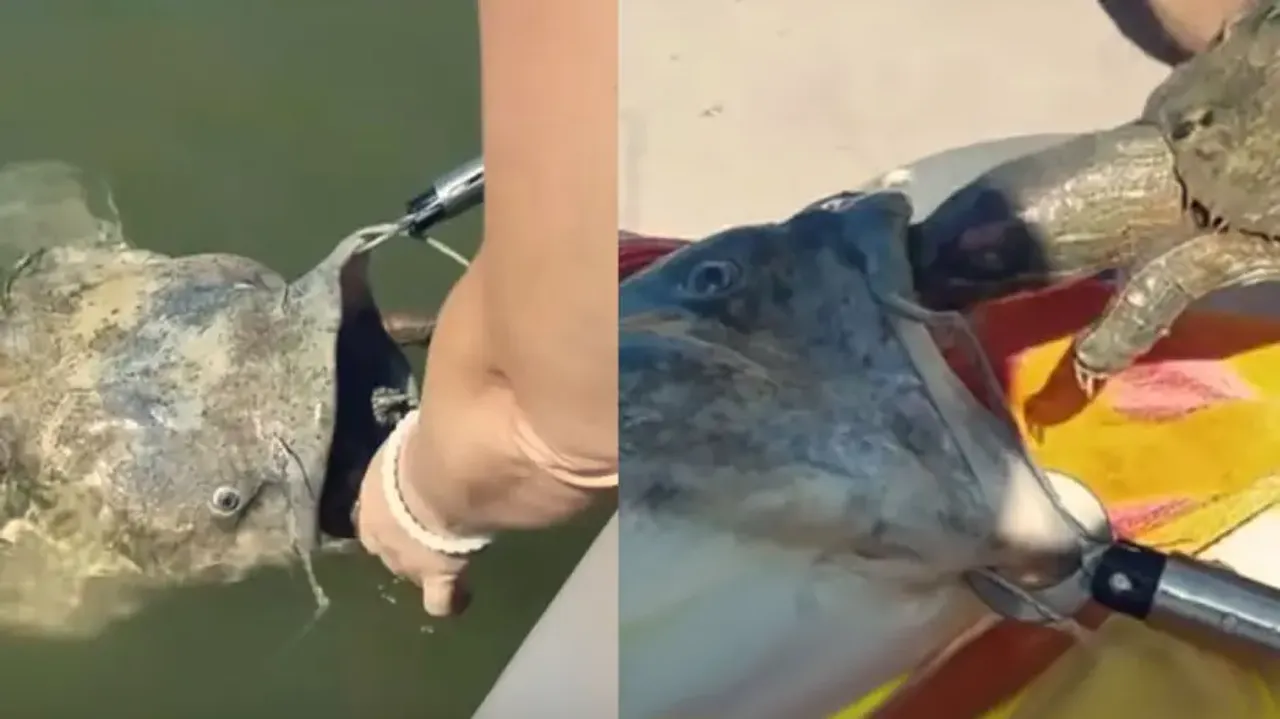 Huge catfish seeks help of humans to pull out big turtle from its mouth; watch