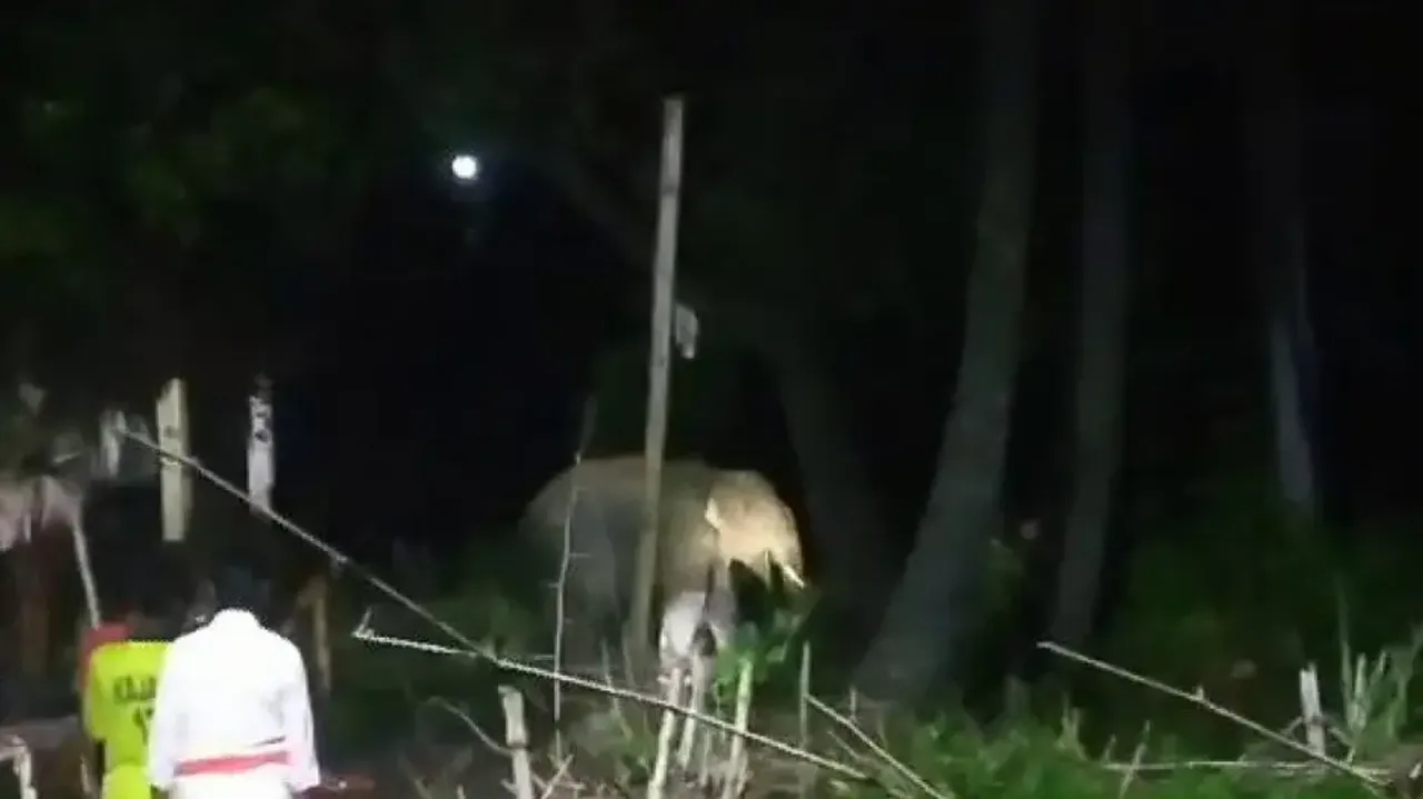 Villagers living in constant fear of tusker in Odisha’s Dhenkanal