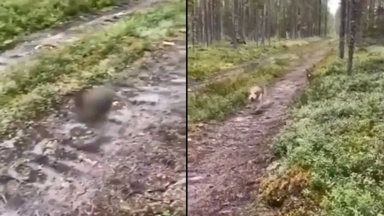 Smart rabbit tricks dog chasing it in the wild, escapes under the nose; watch