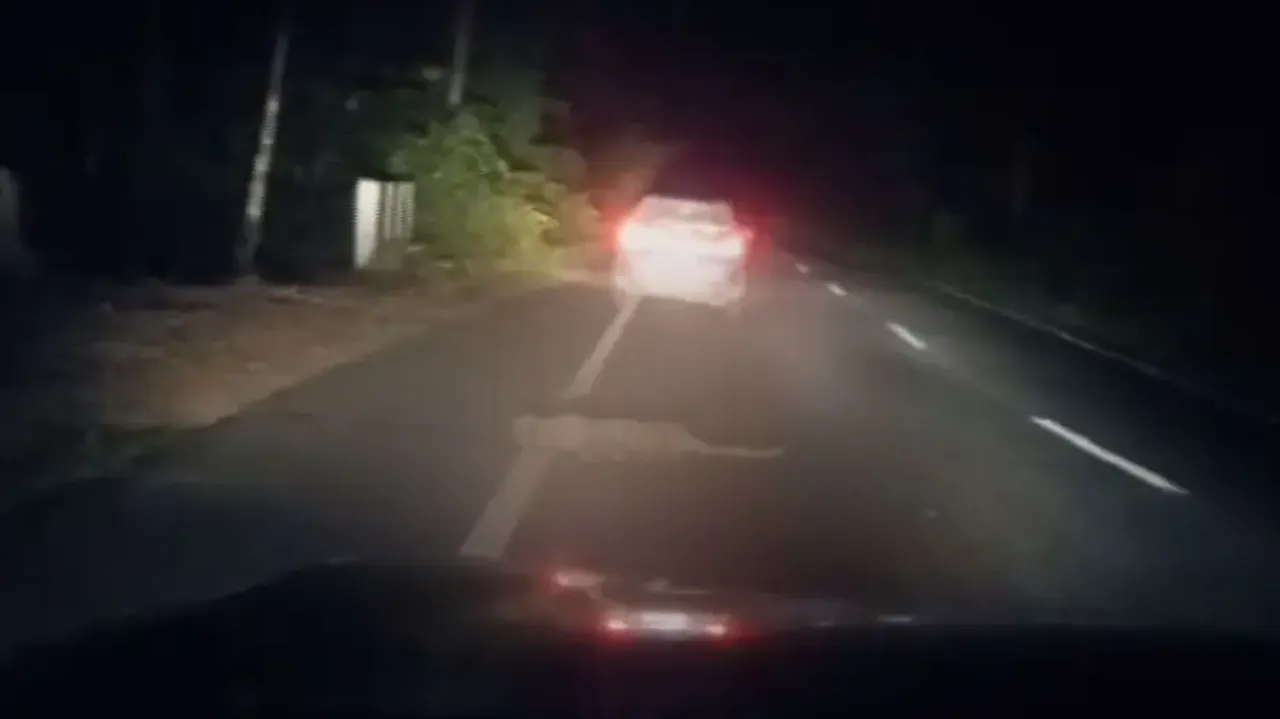 Leopard killed in road accident in Odisha’s Ganjam