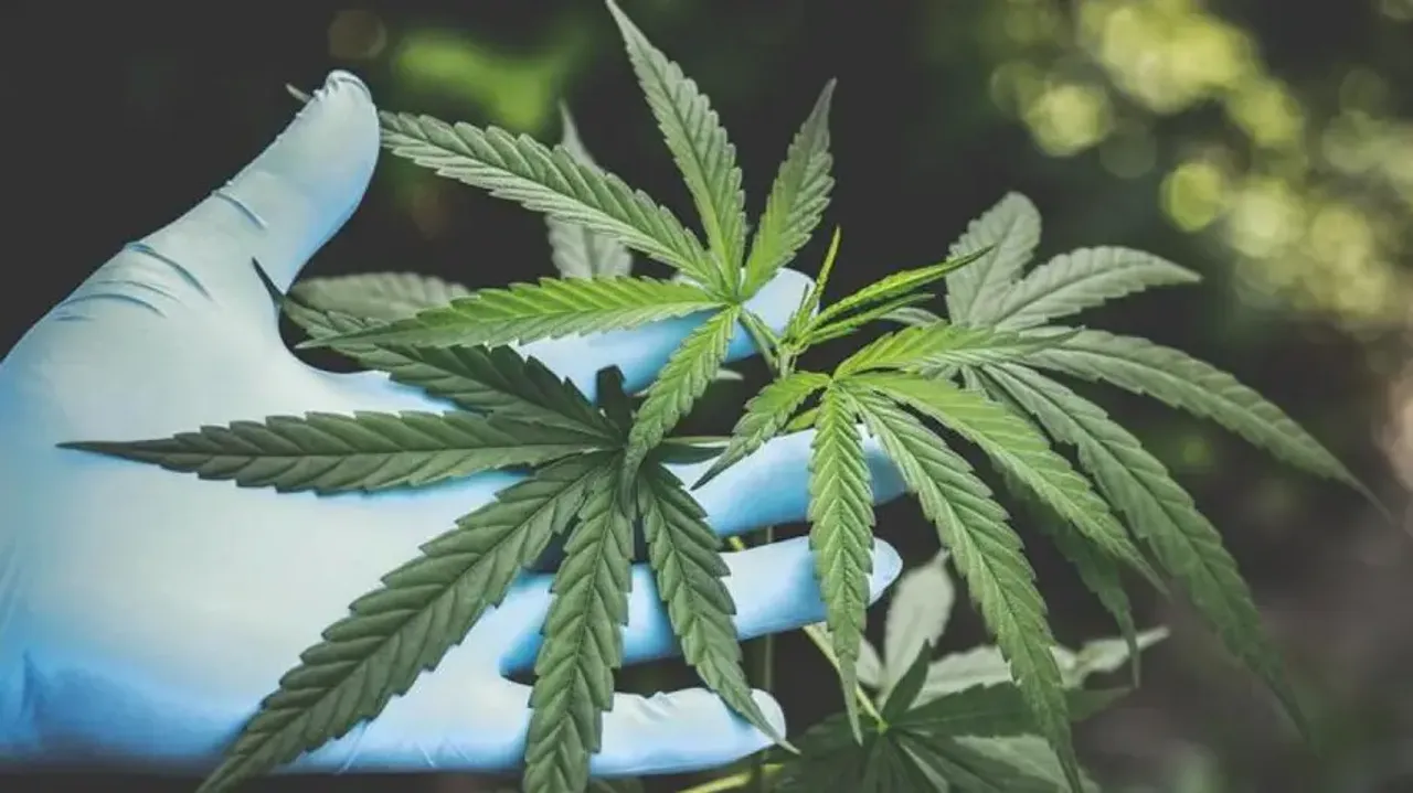 Busting 10 myths around medical cannabis in India