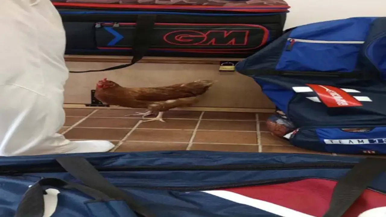 Chicken roams in dressing room