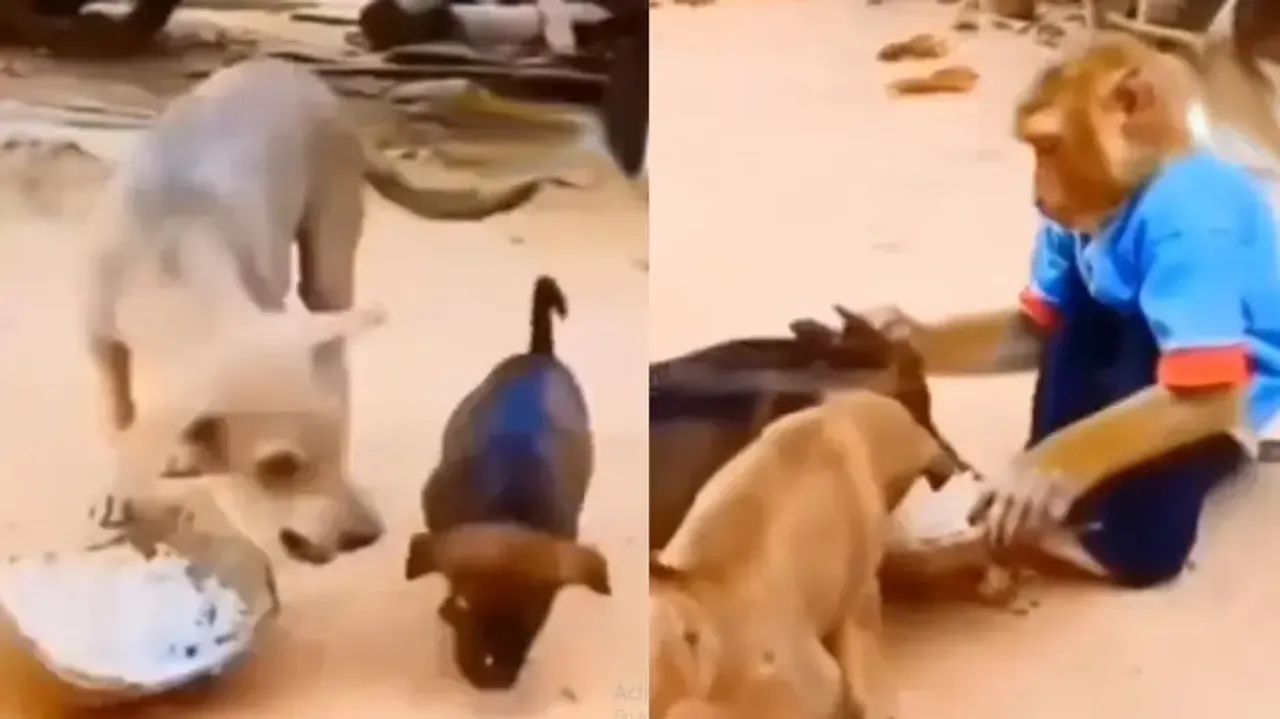 Monkey picks up fight with dog as it doesn’t let puppies to eat food; watch heart-winning video