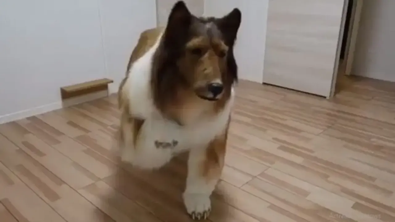 Japanese man, who transformed into human dog, ‘doesn’t want to live an animal’s life’ 