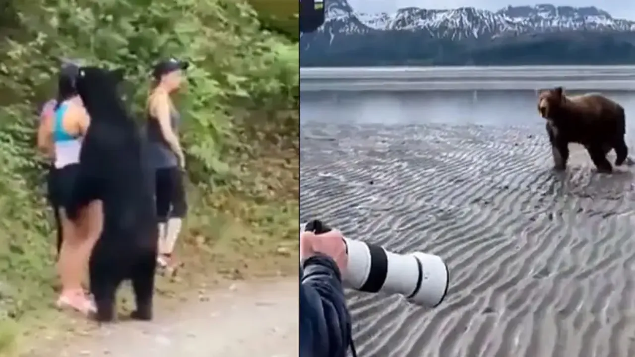 How to survive a bear attack? Two incidents give insights into survival skills; watch