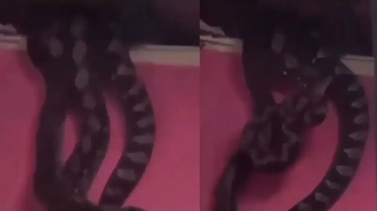 Scary! 3 giant pythons drop after ceiling of room caves in; watch